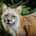 Fuchs, Glück, Wunder der Natur