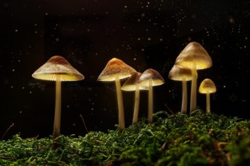 Fantastische Pilze