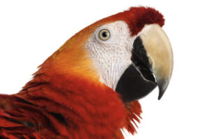 Homöopathie Baumeister Ara Papagei Farbe