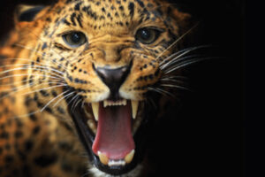 Homöopathie Baumeister Jaguar Wut im Bauch