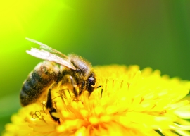 Bienen - Apitherapie